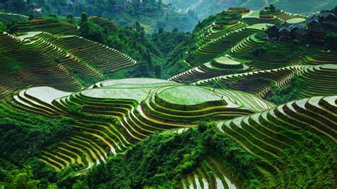 how common are rice fields in china